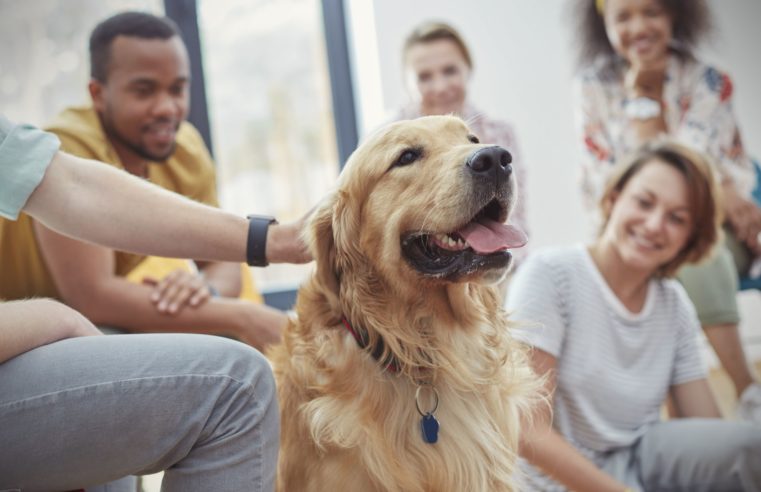 Therapy Pets To Be Allowed At MVHS
