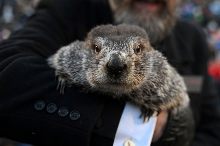 Punxsutawney Phil is Chill: Happy Groundhog Day!